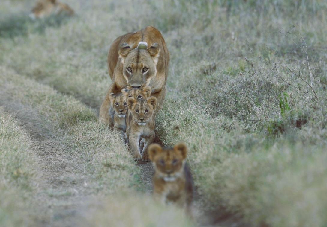 Lionne et ses lionceaux photographiés par un participant - chantier jeunes écovolontariat au Kenya